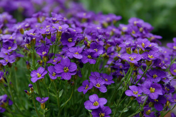 Fototapeta premium Group of small purple flowers growing together in a garden during spring near a sunny area