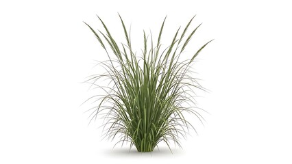 Delicate sprigs of dried grass create a soft airy floral arrangement on white background