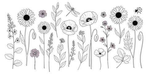 Wildflowers and insects, botanical sketch, black and white nature art, floral line drawing, dragonfly ladybug design, flat vector illustration © Creative _design