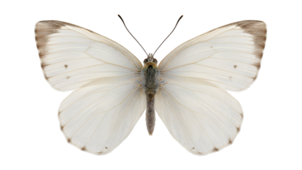 Pale white butterfly with antennae isolated on transparent background