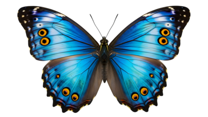 Beautiful blue morpho butterfly wings spread isolated on transparent background