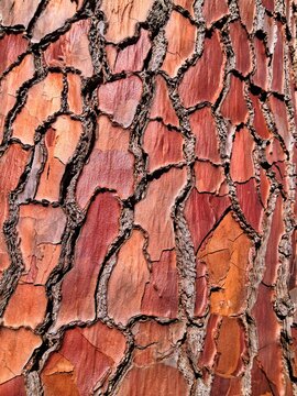 A close-up, macro view of the thick, cracked, and deeply reddish-orange textured bark on a large trunk of a Pinus pinaster pine tree.