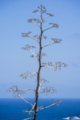 Dry agave stalk with branching seed pods against blue sky and ocean on Tenerife.