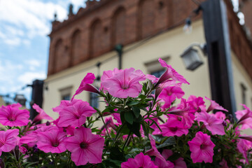 Bright pink petunias bloom in the foreground with a soft-focus view of an old brick building behind them. A vibrant floral composition ideal for garden themes, seasonal design, and decorative outdoor 