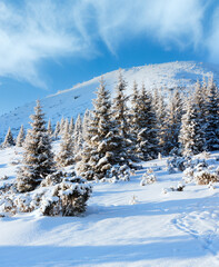 Winter fir in first morning  sunbeams