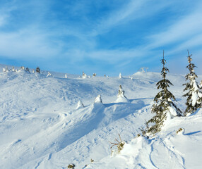 Snowy fir trees on winter hill.