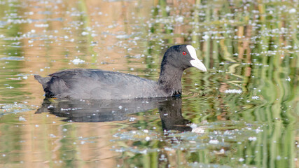 canada goose swimming in water