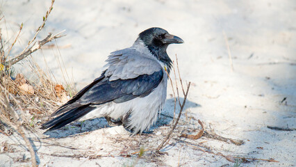 Fototapeta premium crow on the ground