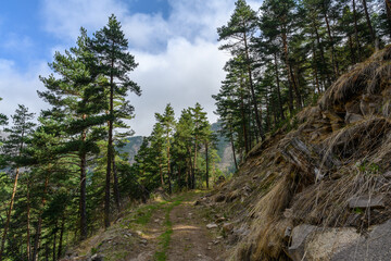 Obraz premium A sunlit trail winds through a pine forest on a mountainside