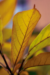 Colourful leaves in the autumn nature