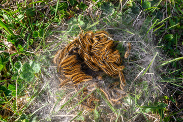 Caterpillar Nest in Grass. Russia.