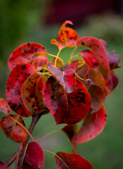 Colourful leaves in the autumn nature