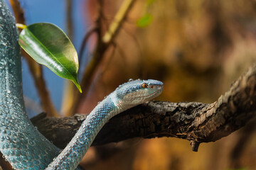 Naklejka premium Venomous Blue Snake on a Branch with Tropical Leaf and Water Droplets in the Foreground