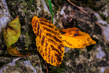 Colourful leaves in the autumn nature