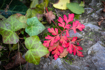 Colourful leaves in the autumn nature