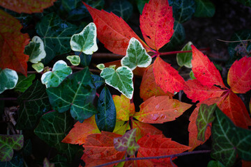 Colourful leaves in the autumn nature