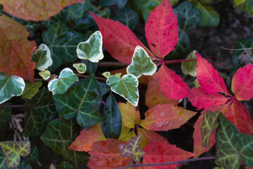 Colourful leaves in the autumn nature