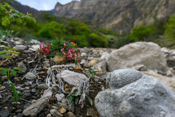 Fossil on a rock in a mountain riverbed with flowers in bloom