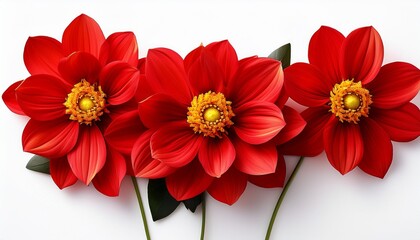 Fototapeta premium Vibrant Red Blossoms With Bright Yellow Centers On A White Background