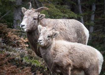 Obraz premium mother and baby sheep in the mountains of jasper national park
