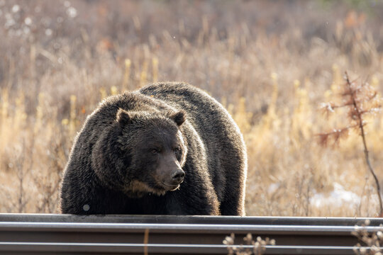 grizzly bear in the woods of banff national park