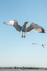 Seagull in flight over the sea in Greece.