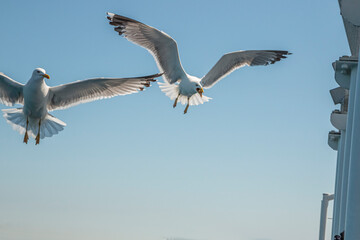 Seagull in flight over the sea in Greece.