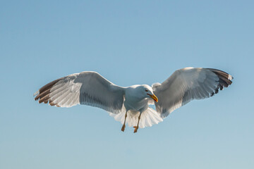 Seagull in flight over the sea in Greece.
