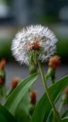 Dandelion in focus with green leaves and blurred background during daylight