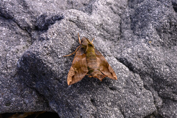 Moth resting on a rough rock surface in a natural setting in Russia