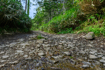 Scenic forest path in Russia surrounded by lush greenery and rocky terrain