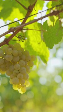 Shot of ripe yellow grapes in a vineyard