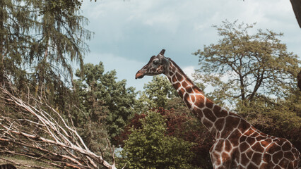 Giraffe in the zoo, summer day, natural enclosure, safari animal, wildlife photography, head detail, long neck, family trip, travel. © Jaroslava