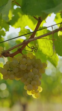Ripe yellow grapes in the vineyard, dolly shot