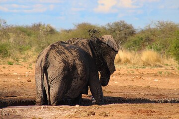 Elephants having a bath at a waterhole in Etosha National Park in Namibia 
