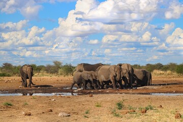 Elephants having a bath at a waterhole in Etosha National Park in Namibia 