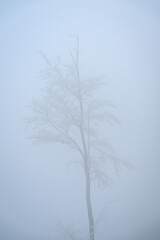 A tree in winter fog outside with snow.
