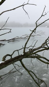 Dead tree with bare branches lying in the frozen water. Winter landscape and nature of pond and lake covered by snow. White mist and fog. Vertical panning video.