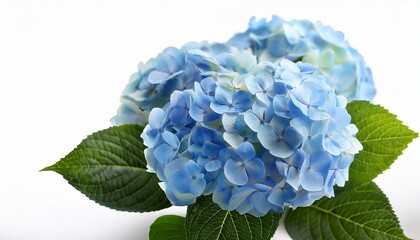 Light Blue Hydrangea Flowers With Green Leaves On White Background