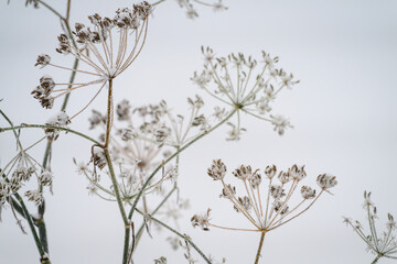 Frost on caraway seeds outside on the plant.
