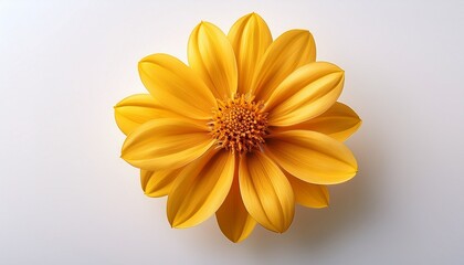 Obraz premium A Yellow Flower With A White Background