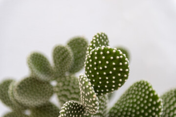 Abstract view of succulent plant 