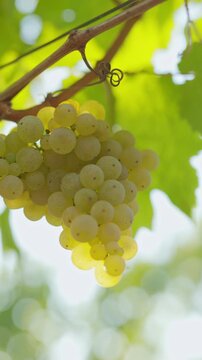 Ripe white grapes hanging on a grapevine, illuminated by warm natural sunlight. Vineyard atmosphere and harvest season mood.