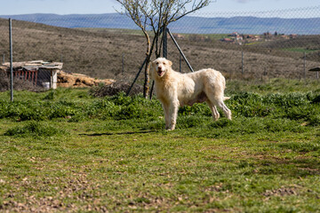 Fototapeta premium Hunting dog standing in open kennel area
