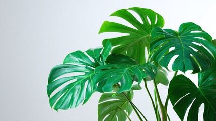 Lush green monstera plant with large, fenestrated leaves. The indoor botanical stands against a clean, neutral background, showcasing its vibrant color and tropical charm.