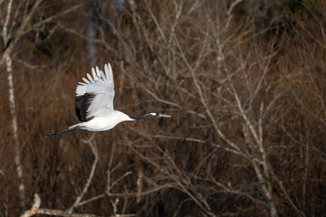 Naklejka premium Flying Red-crowned Crane in Winter Tsurui Village / 丹頂鶴の飛翔 鶴居村の冬景色