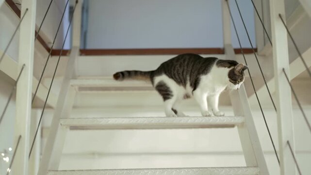 a beautiful white and gray cat spies on its owners from the stairs
