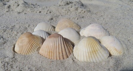 Light seashells on sand background in Atlantic coast of North Florida