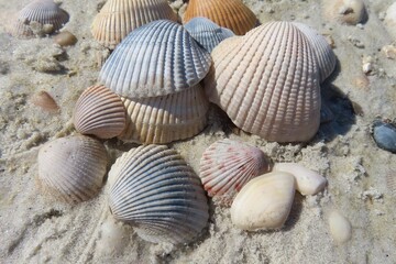 Seashells on the sand in Atlantic coast of North Florida