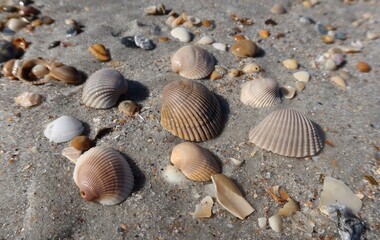 Seashells on the sand in Atlantic coast of North Florida